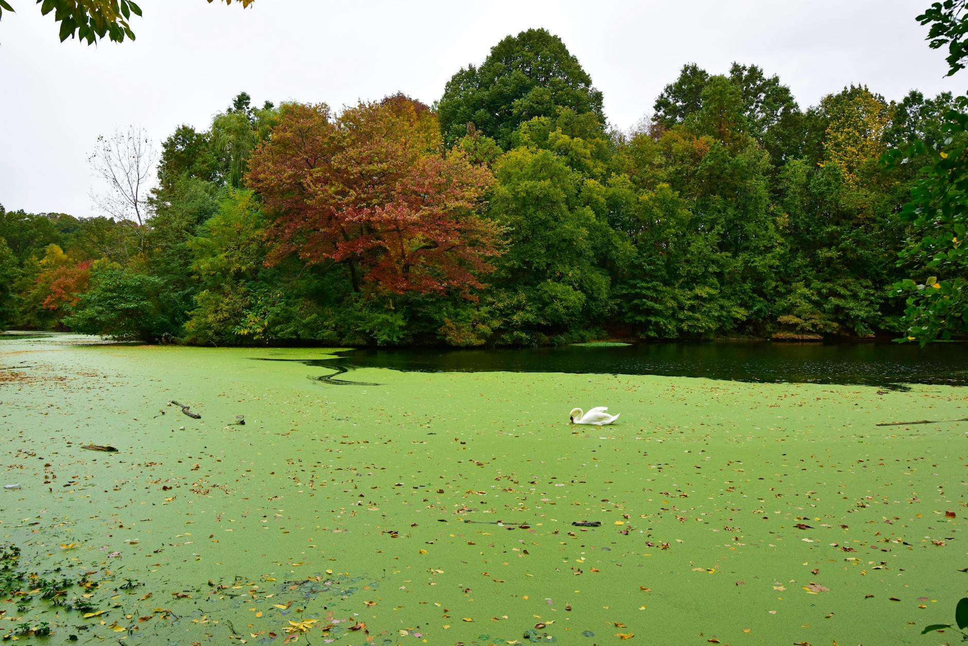 https://www.pexels.com/photo/white-swan-on-green-water-6472211/