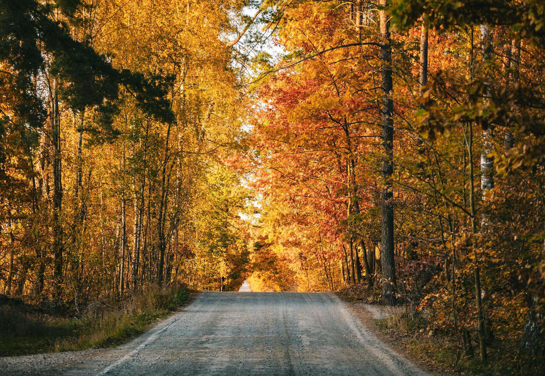 https://www.pexels.com/photo/autumn-forest-path-with-vibrant-fall-foliage-29101857/