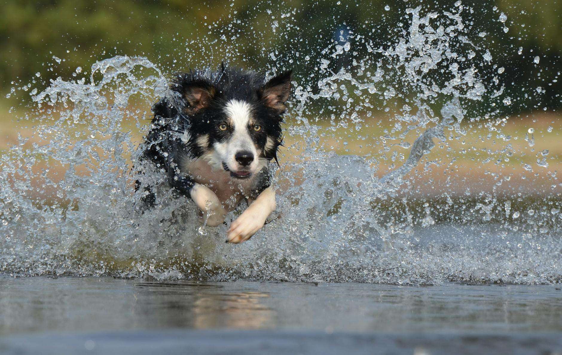 https://www.pexels.com/photo/black-white-long-coated-dog-dashing-trough-body-of-water-37860/