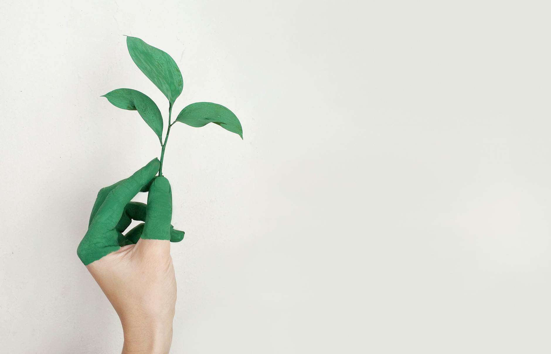 holding green leaf